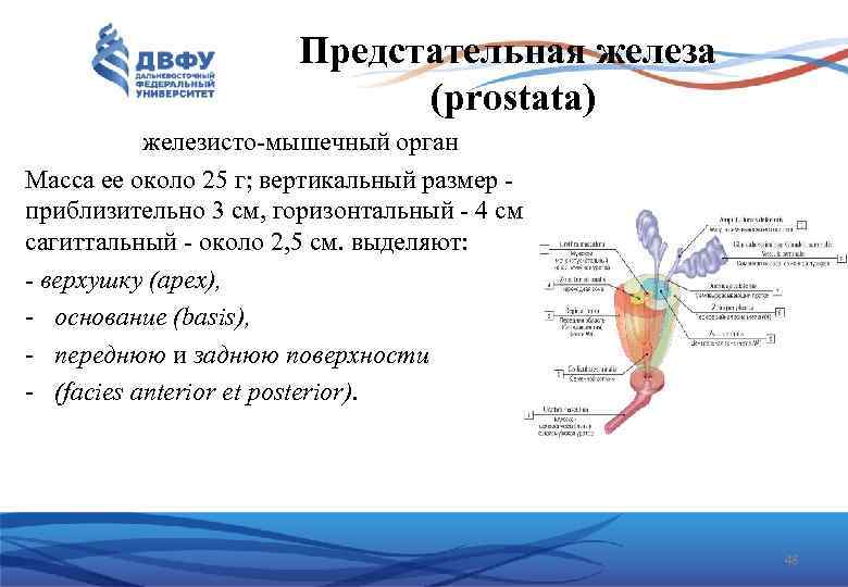 Предстательная железа (prostata) железисто мышечный орган Масса ее около 25 г; вертикальный размер приблизительно