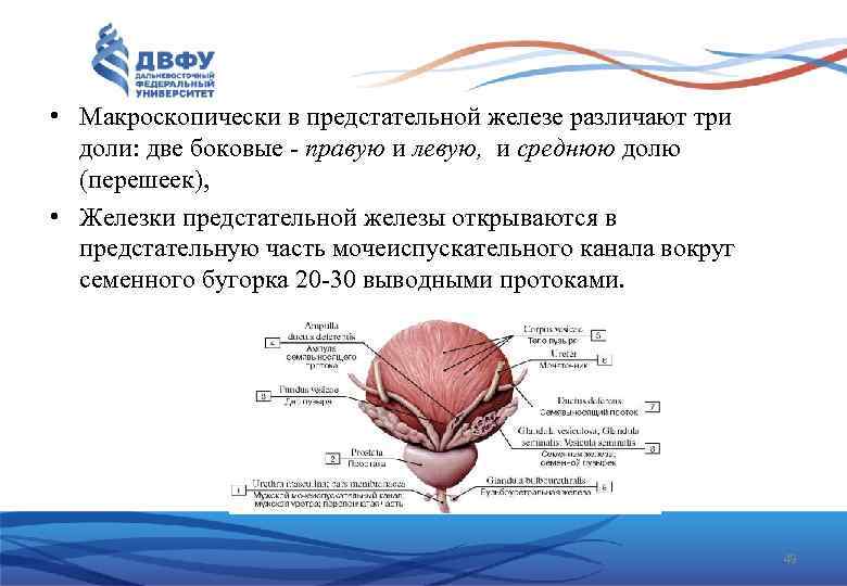  • Макроскопически в предстательной железе различают три доли: две боковые правую и левую,