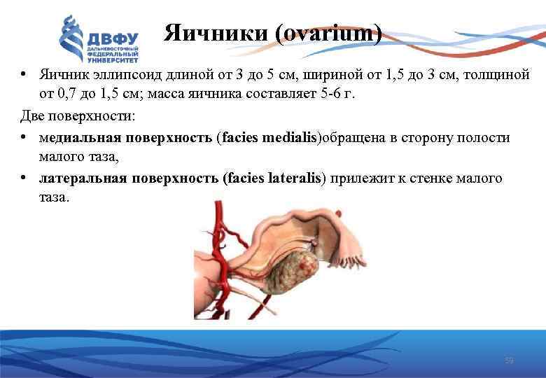 Яичники (ovarium) • Яичник эллипсоид длиной от 3 до 5 см, шириной от 1,