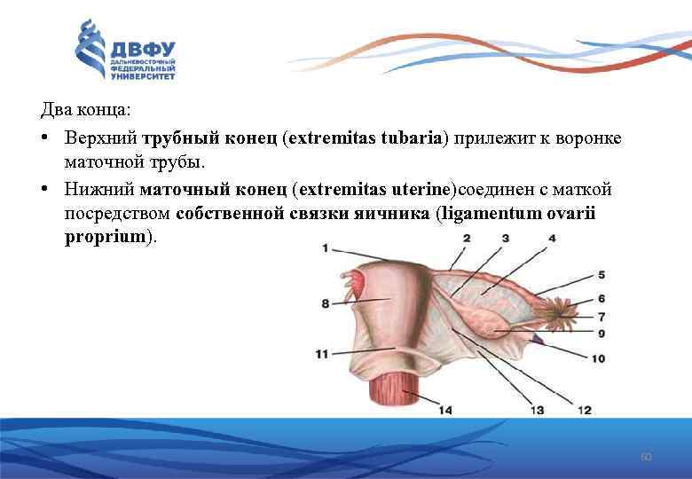 Два конца: • Верхний трубный конец (extremitas tubaria) прилежит к воронке маточной трубы. •