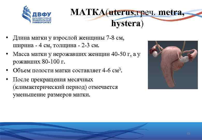 МАТКА(uterus, греч. metra, hystera) • Длина матки у взрослой женщины 7 8 см, ширина