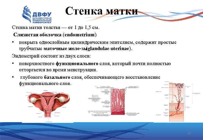 Стенка матки толстая — от 1 до 1, 5 см. Слизистая оболочка (endometrium) •