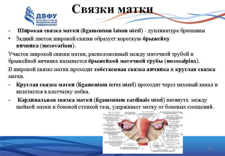 Связки матки Широкая связка матки (ligamentum latum uteri) дупликатура брюшины • Задний листок широкой