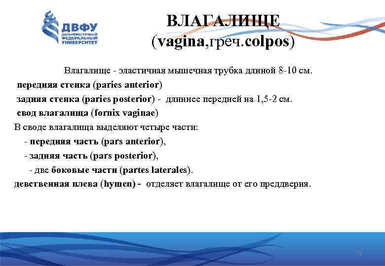 ВЛАГАЛИЩЕ (vagina, греч. colpos) Влагалище эластичная мышечная трубка длиной 8 10 см. передняя стенка