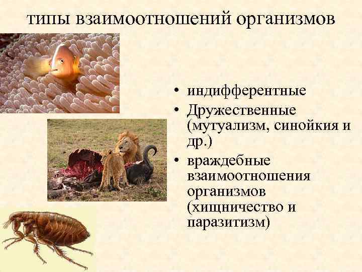 типы взаимоотношений организмов • индифферентные • Дружественные (мутуализм, синойкия и др. ) • враждебные