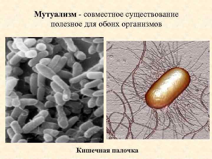 Мутуализм - совместное существование полезное для обоих организмов Кишечная палочка 
