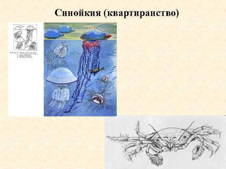 Синойкия (квартиранство) 