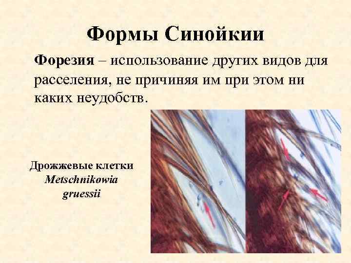 Формы Синойкии Форезия – использование других видов для расселения, не причиняя им при этом