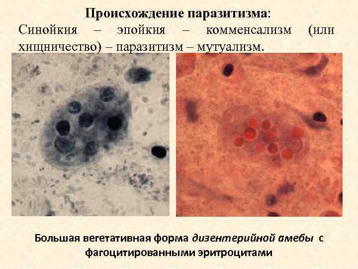 Используя рисунки поясните что такое хищничество и паразитизм