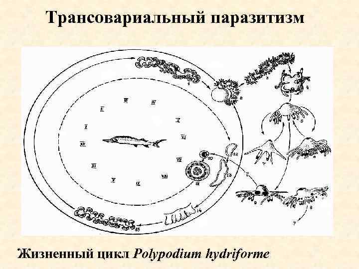 Трансовариальный паразитизм Жизненный цикл Polypodium hydriforme 