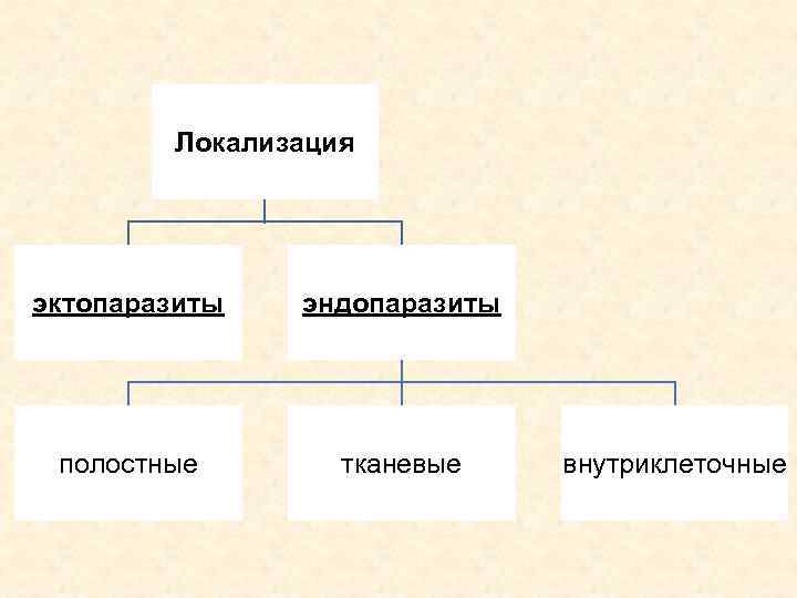 Локализация эктопаразиты эндопаразиты полостные тканевые внутриклеточные 