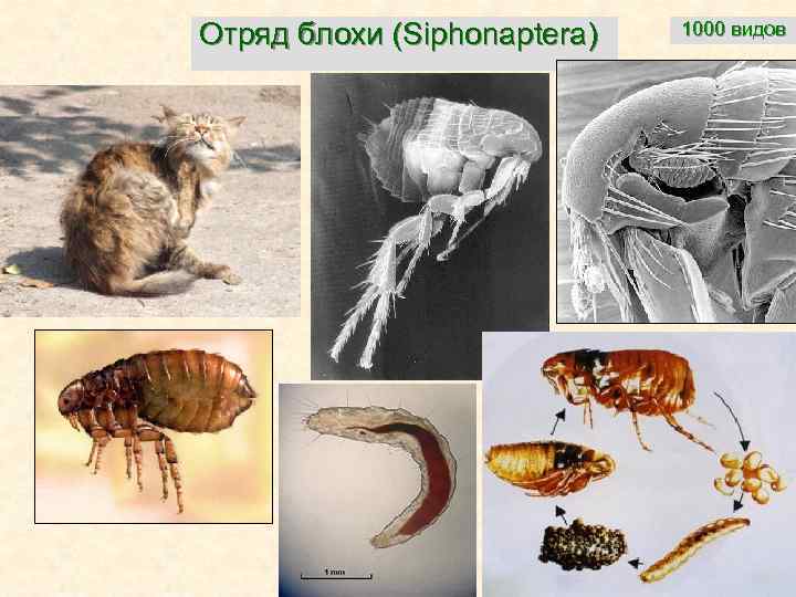 Отряд блохи (Siphonaptera) 1000 видов 