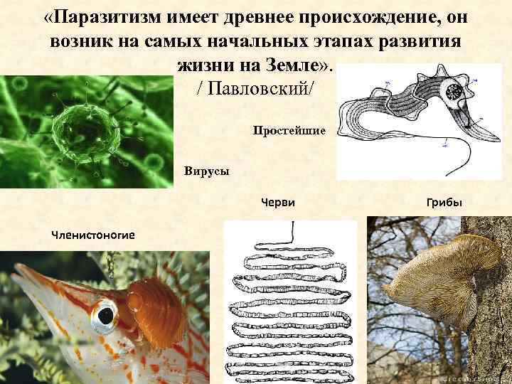 Презентация на тему паразитизм 9 класс