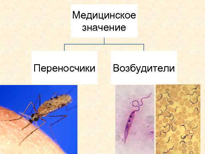 Медицинское значение Переносчики Возбудители 