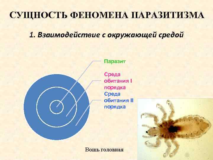 СУЩНОСТЬ ФЕНОМЕНА ПАРАЗИТИЗМА 1. Взаимодействие с окружающей средой Паразит Среда обитания I порядка Среда