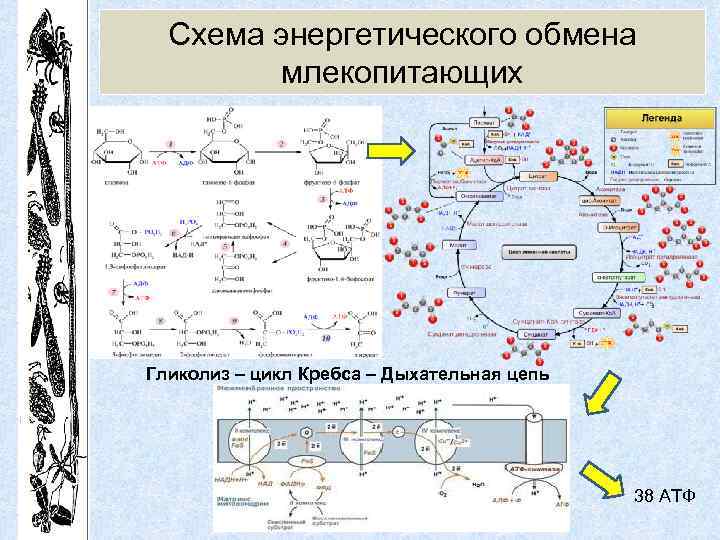 Схемы энергетического обмена