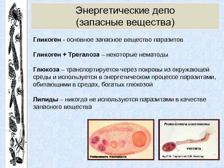 Энергетические депо (запасные вещества) Гликоген - основное запасное вещество паразитов Гликоген + Трегалоза –