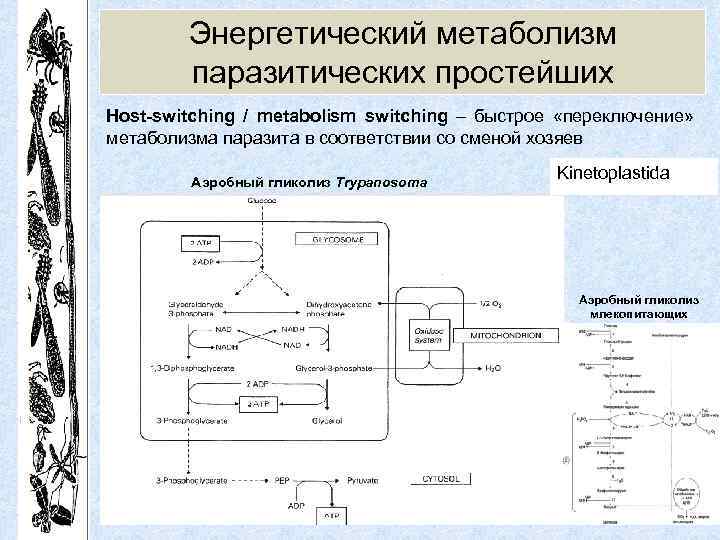 Энергетический метаболизм паразитических простейших Host-switching / metabolism switching – быстрое «переключение» метаболизма паразита в