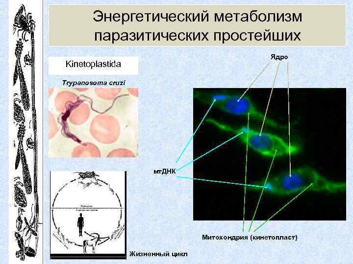 Энергетический метаболизм паразитических простейших Ядро Kinetoplastida Trypanosoma cruzi мт. ДНК Митохондрия (кинетопласт) Жизненный цикл