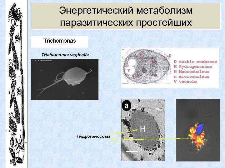 Энергетический метаболизм паразитических простейших Trichomonas vaginalis Гидрогеносома 