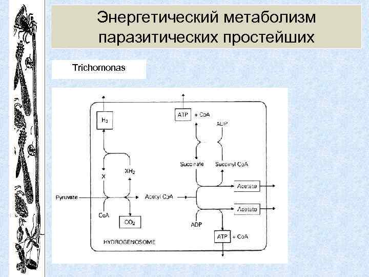 Энергетический метаболизм паразитических простейших Trichomonas 