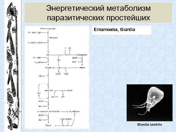 Энергетический метаболизм паразитических простейших Entamoeba, Giаrdia Giardia lamblia 