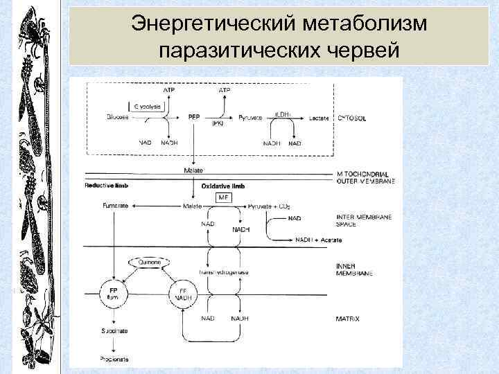 Энергетический метаболизм паразитических червей 