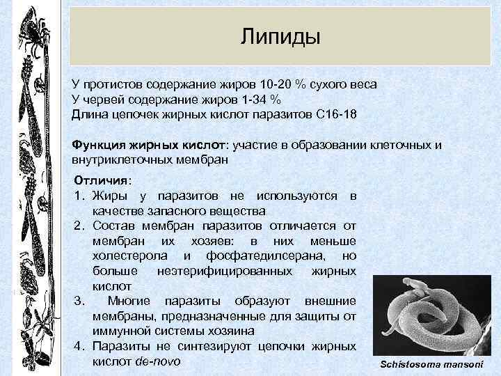 Липиды У протистов содержание жиров 10 -20 % сухого веса У червей содержание жиров