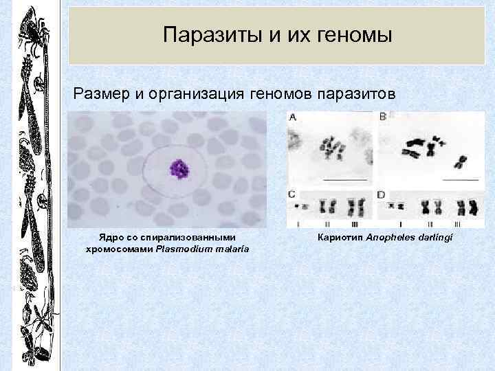 Паразиты и их геномы Размер и организация геномов паразитов Ядро со спирализованными хромосомами Plasmodium