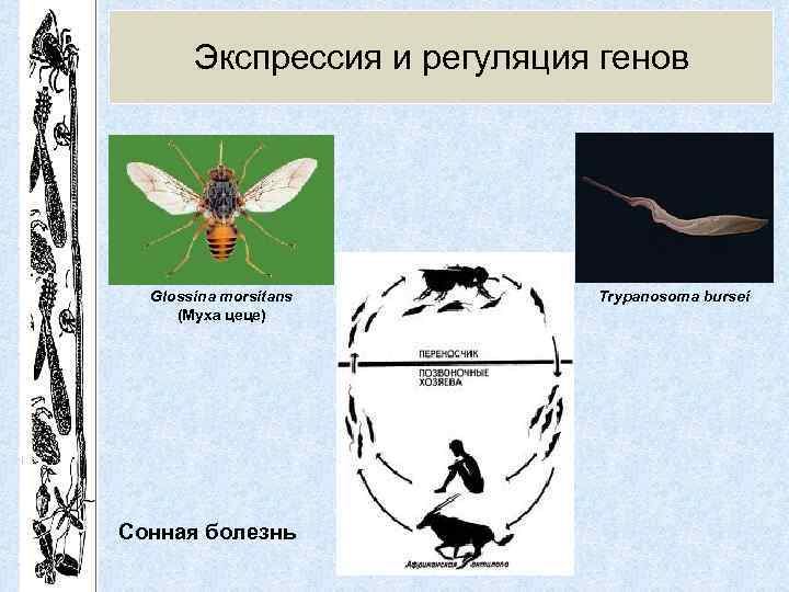 Экспрессия и регуляция генов Glossina morsitans (Муха цеце) Сонная болезнь Trypanosoma bursei 