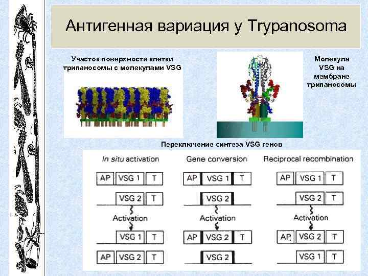 Антигенная вариация у Trypanosoma Участок поверхности клетки трипаносомы с молекулами VSG Переключение синтеза VSG