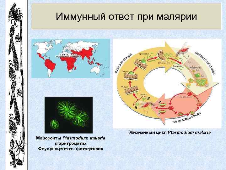 Иммунный ответ при малярии Жизненный цикл Plasmodium malaria Мерозоиты Plasmodium malaria в эритроцитах Флуоресцентная