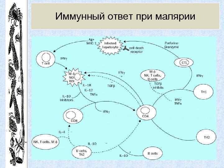 Иммунный ответ при малярии 