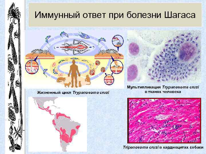 Иммунный ответ при болезни Шагаса Жизненный цикл Trypanosoma cruzi Мультипликация Trypanosoma cruzi в тканях