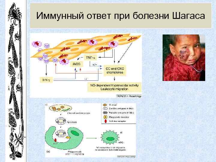 Иммунный ответ при болезни Шагаса 