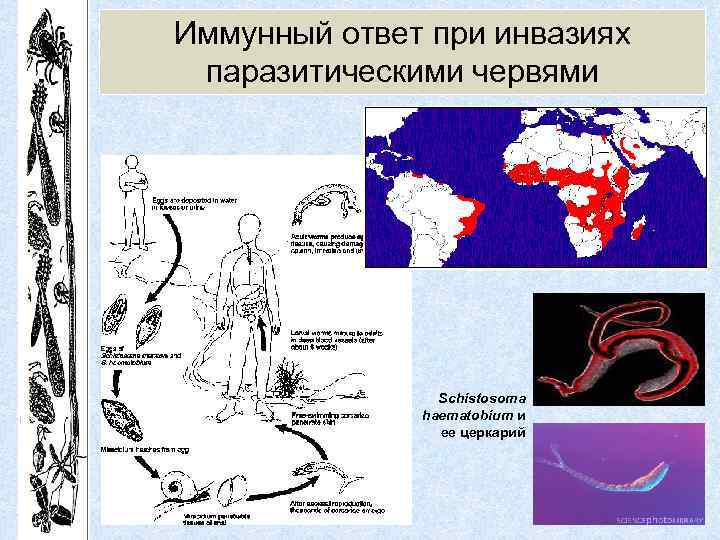 Иммунный ответ при инвазиях паразитическими червями Schistosoma haematobium и ее церкарий 