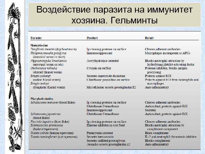 Воздействие паразита на иммунитет хозяина. Гельминты 