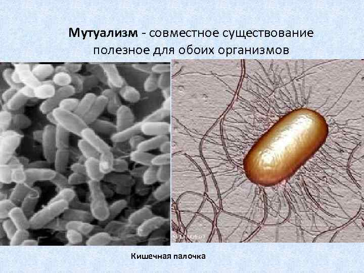 Мутуализм - совместное существование полезное для обоих организмов Кишечная палочка 