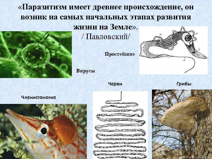  «Паразитизм имеет древнее происхождение, он возник на самых начальных этапах развития жизни на