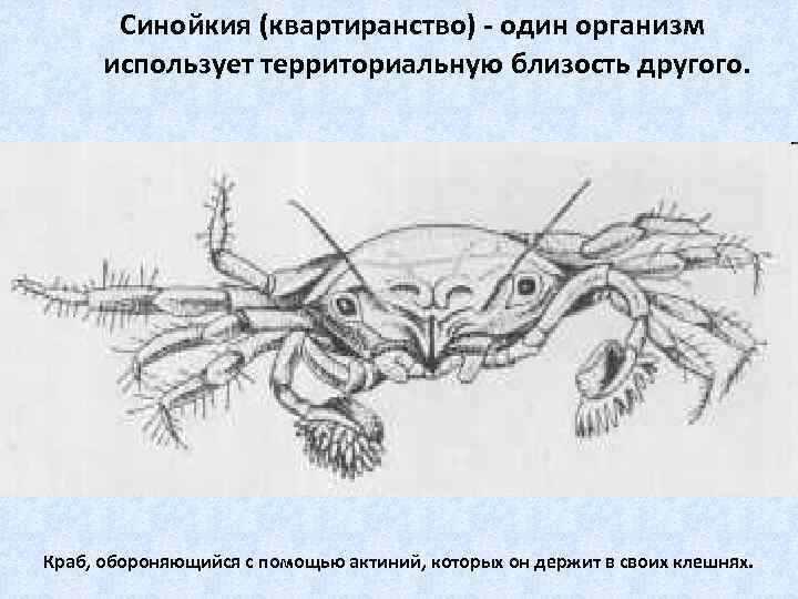 Синойкия (квартиранство) - один организм использует территориальную близость другого. Краб, обороняющийся с помощью актиний,