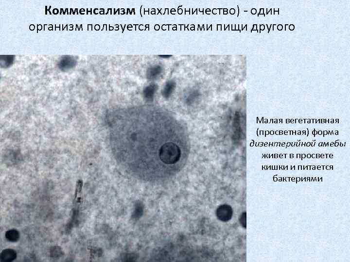 Комменсализм (нахлебничество) - один организм пользуется остатками пищи другого Малая вегетативная (просветная) форма дизентерийной