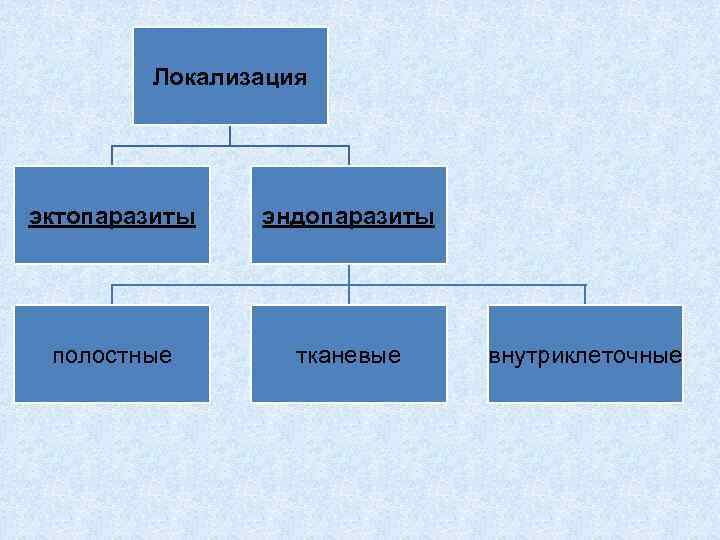 Локализация эктопаразиты эндопаразиты полостные тканевые внутриклеточные 