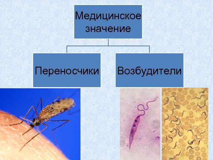 Медицинское значение Переносчики Возбудители 