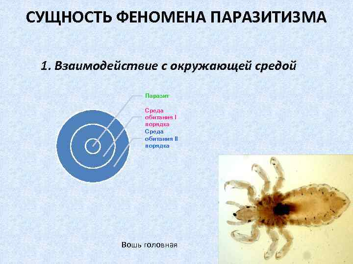 Признаки приспособления к паразитизму