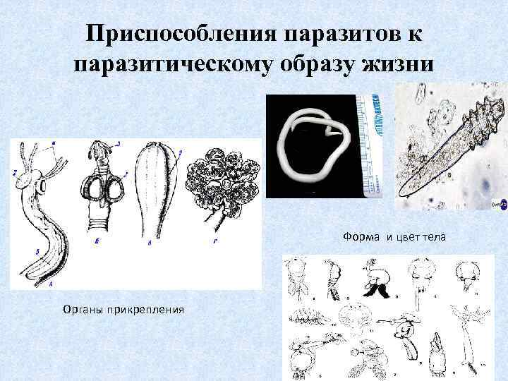 Лабораторная работа приспособление паразитических червей к паразитизму