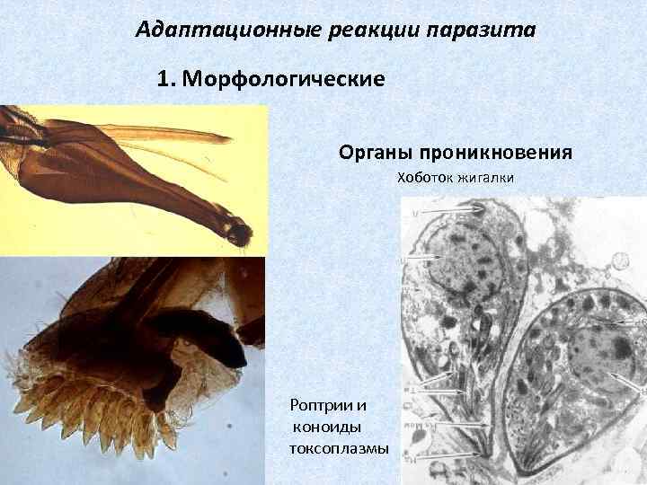 Адаптационные реакции паразита 1. Морфологические Органы проникновения Хоботок жигалки Роптрии и коноиды токсоплазмы 