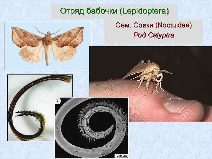 Отряд бабочки (Lepidoptera) Сем. Совки (Noctuidae) Род Calyptra 