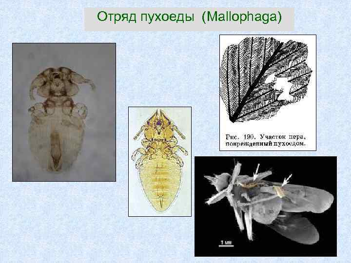 Отряд пухоеды (Mallophaga) 