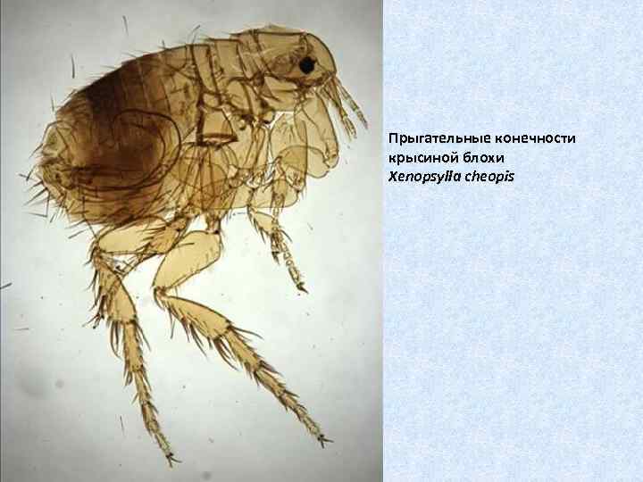 Прыгательные конечности крысиной блохи Xenopsylla cheopis 