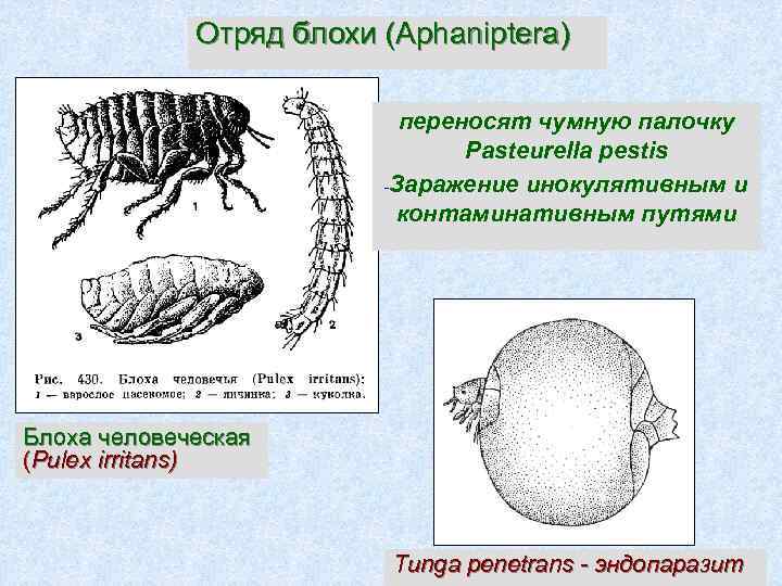 Отряд блохи (Aphaniptera) переносят чумную палочку Pasteurella pestis -Заражение инокулятивным и контаминативным путями Блоха